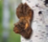 Chaga 1 (2).png