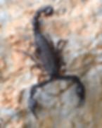 scorpion.jpeg