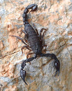 scorpion.jpeg