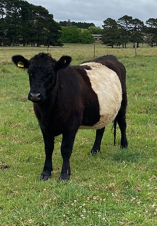 Mini Beltie cow heifer - Miniature Belted Galloway cow heifer