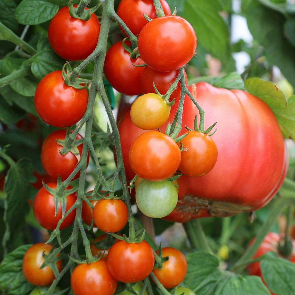 🍅 What to Do with 5 Pounds of Tomatoes