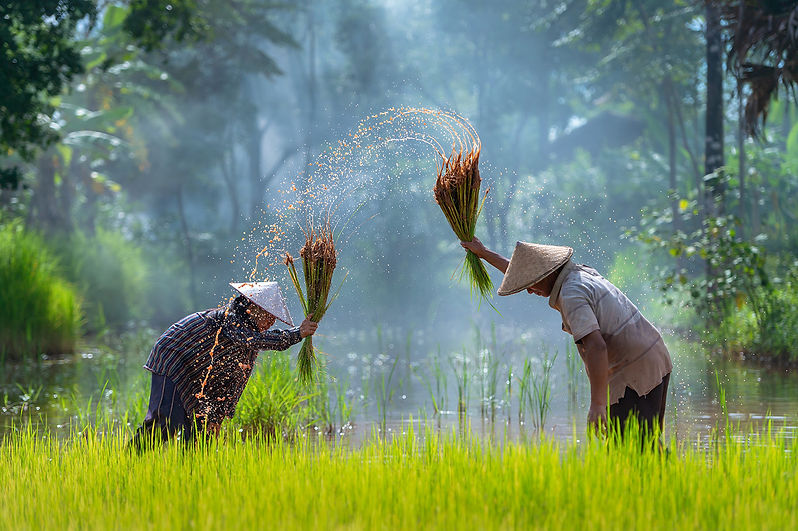 asian-farmer-transplant-rice-seedlings-rice-field-farmer-planting-rice-rainy-season.jpg