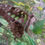 Thumbnail: Graphium Agamemnon