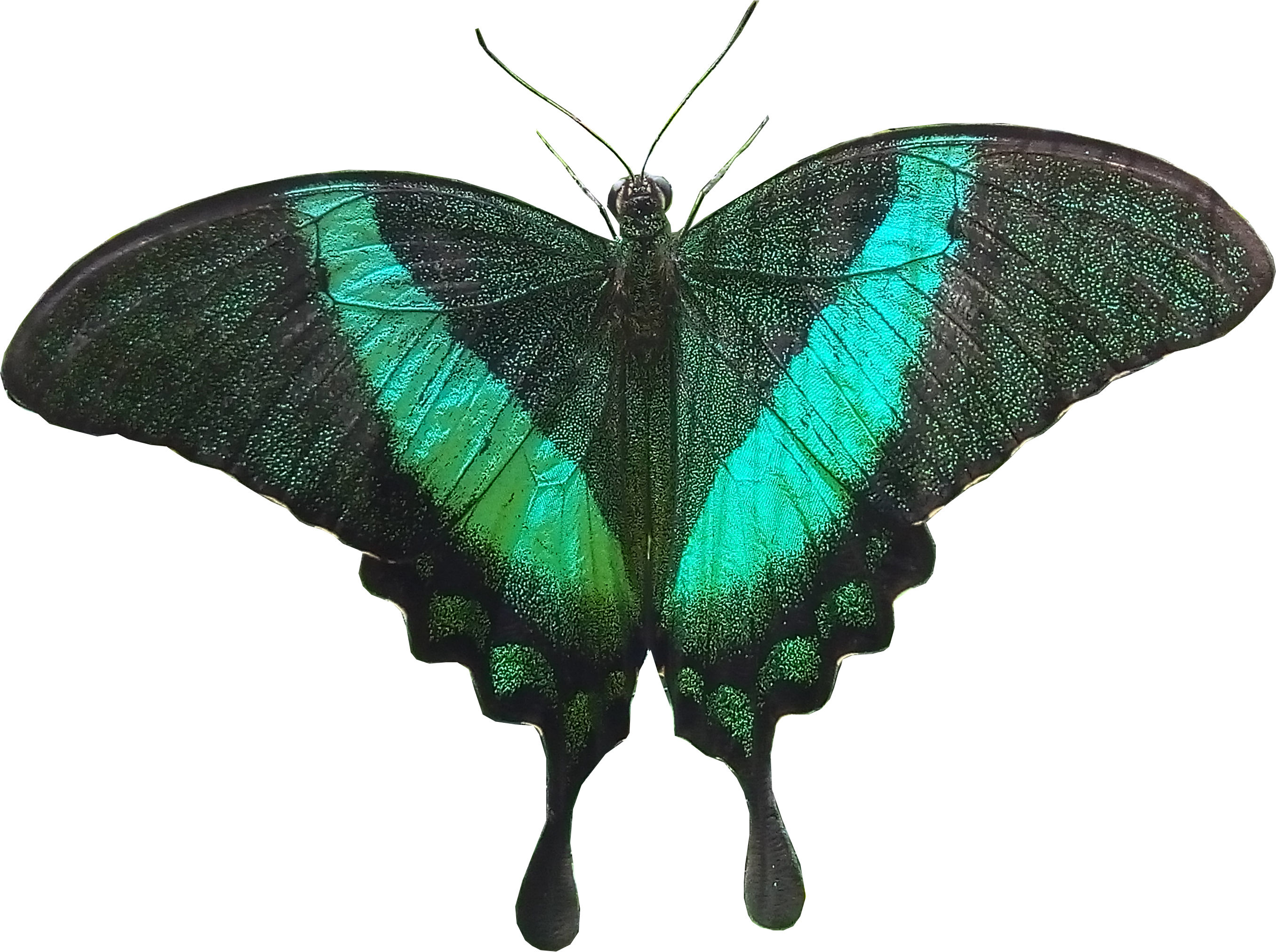 Papilio Palinurus