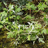 小菊