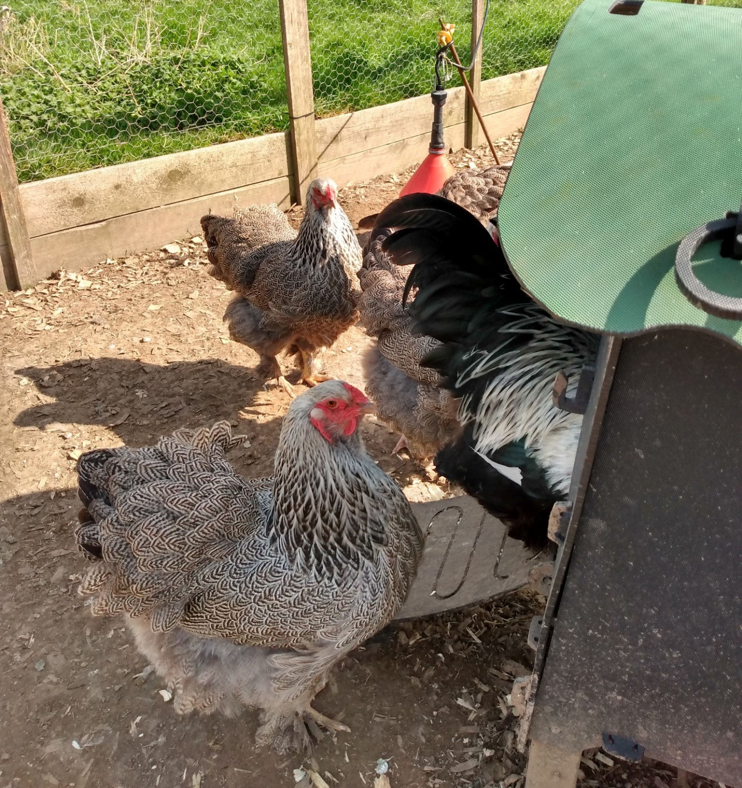 Dark Brahma Large Fowl