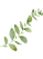 Plant.png