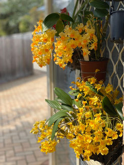 live orchid