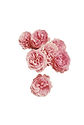 pngbarn (15).png