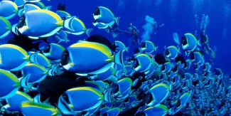Cumbre “Nuestro Océano” se propone trazar un plan global para cuidar mares