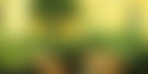 Plantas en casa: filtros de aire naturales