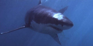 La mala fama es la perdición del tiburón blanco en Australia