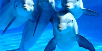 Así hablan los delfines: la primera traducción en tiempo real de sus sonidos