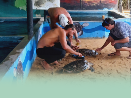 Healing Injured Sea Turtles and Returning Them to the Ocean