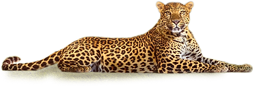 leopard (1).png