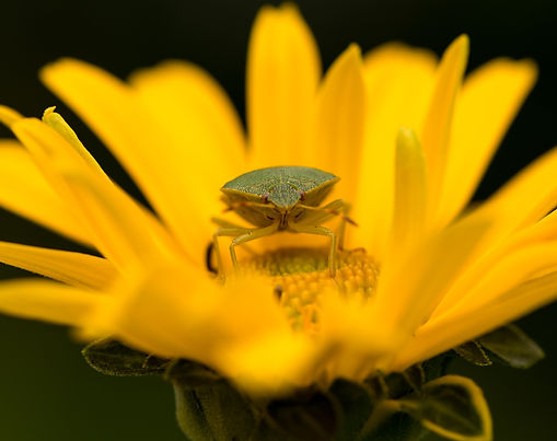 Stinkbug Identification Guide