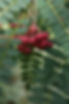 Mountain ash