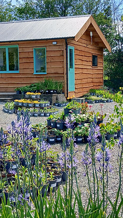 Cae Hir Nursery