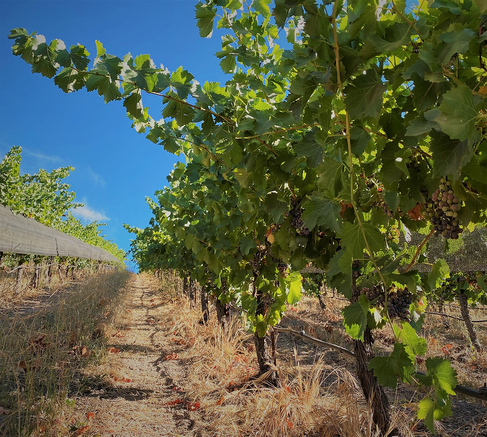 Thumbnail: 2022 Paso Robles Grenache, 750ml