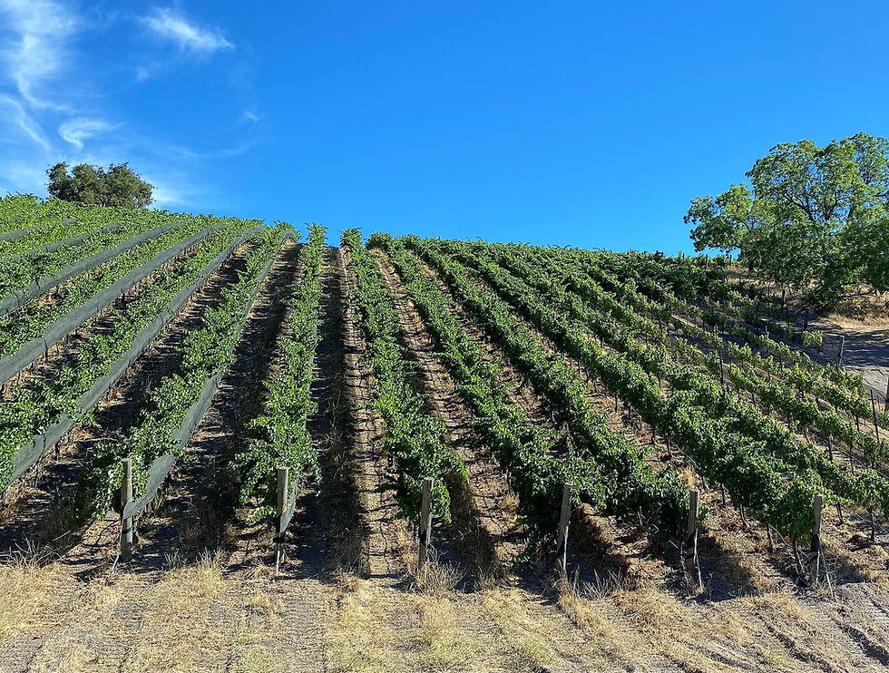 Thumbnail: 2022 Paso Robles Grenache, 750ml