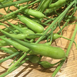 青唐辛子では…__ございません。_#大根の実 だそうです。__当然  かもしれないですが、大根の味がします__#piuma #Piuma #ピウマ_#池尻 #三宿 #三軒茶屋 _#イタリア料理 _#イタリ