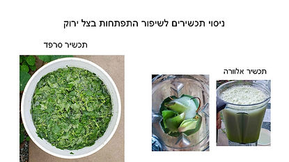 בדיקת יעילות תכשירים בגידול בצל ירוק