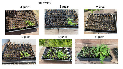 ניסוי למציאת הרכב מצע הגידול המיטבי להכנת שתילי ירקות חורף