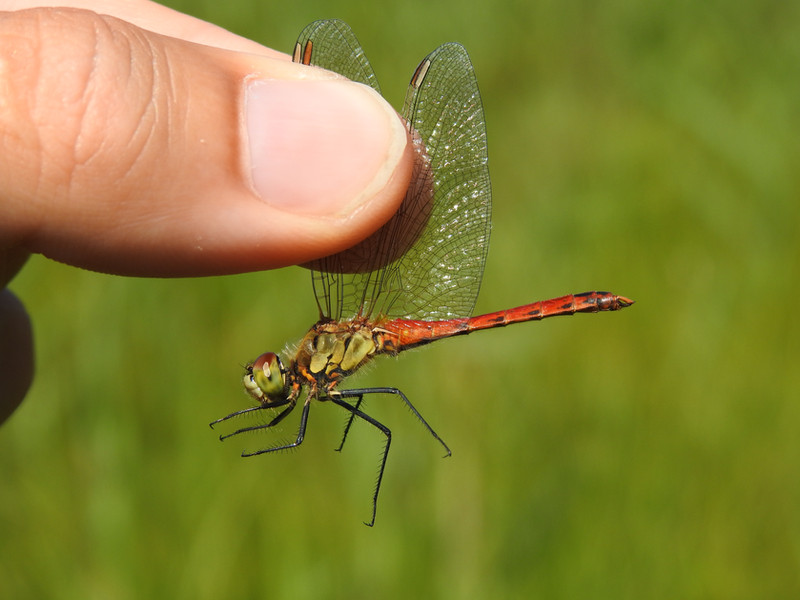 Sympetrum depressiusculum (8).JPG