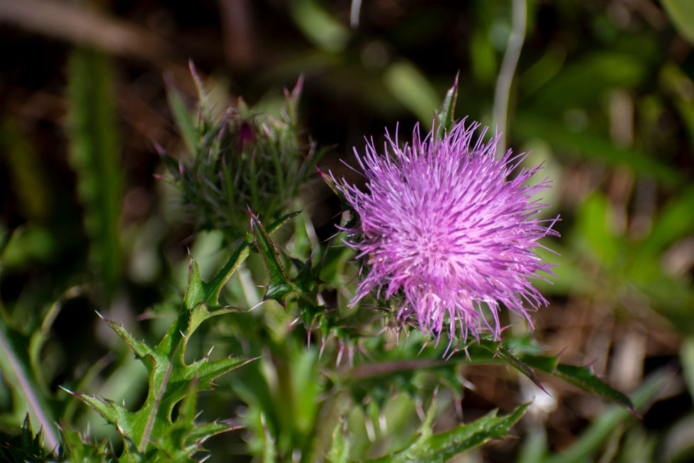 DSC_0025_Original 2