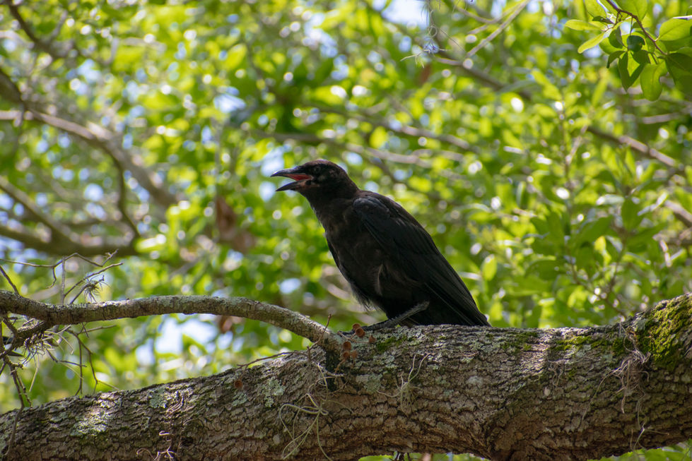 DSC_0018_Original 2