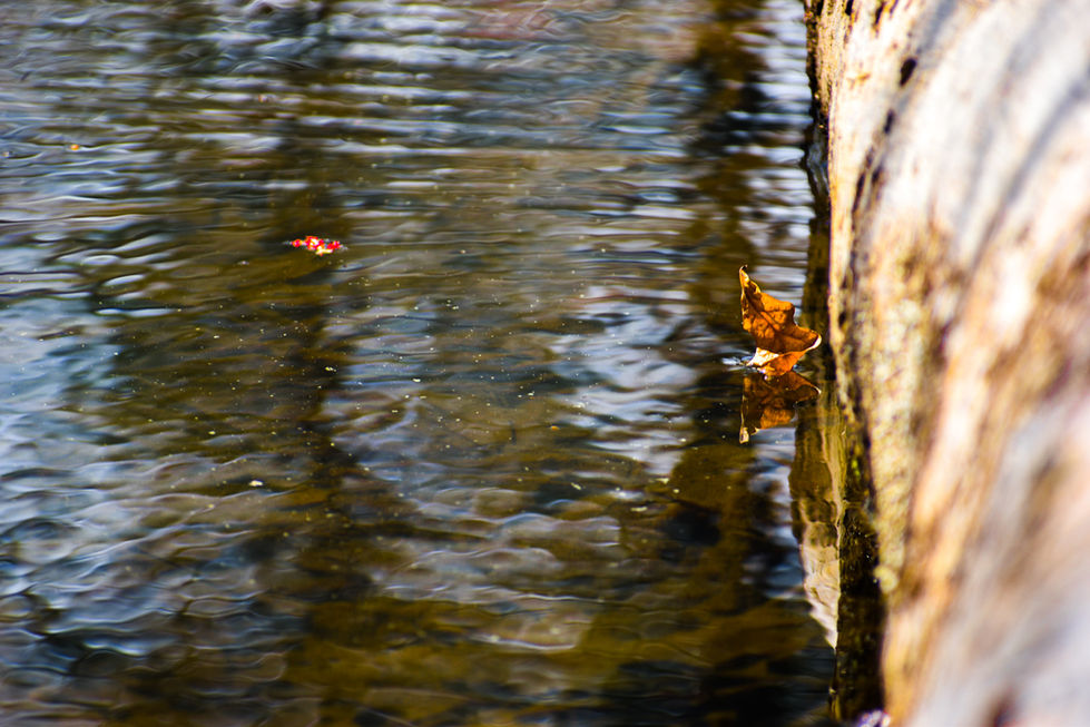 DSC_0131_Original