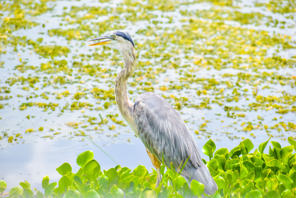 DSC_0017_Original 2