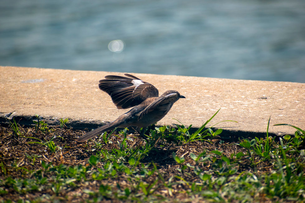 DSC_0028_Original 2