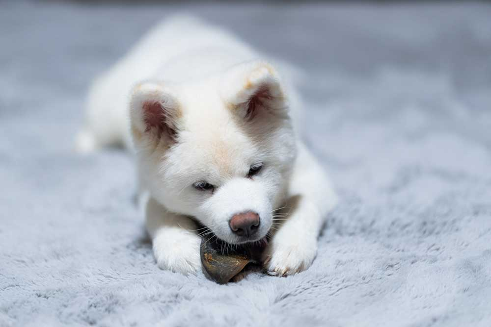 【中古】 別府の忠犬ハチ公 私アイです －冬は必ず春となる－ / 上尾愛 渋谷で人気の忠犬ハチ公から愛犬の死との向き合い方の解説