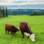 cow_edited.jpg