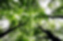 Green Funerals