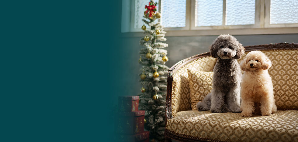 Christmas-pet.jpg