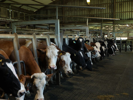 Holstein mi Simmental mi? İşletmenize Göre Irk Seçimi