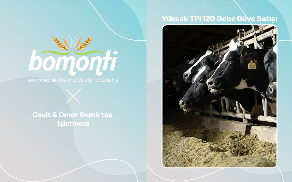 Bomonti Çiftliği olarak, hayvancılık sektöründe sürdürülebilir üretimin temelini oluşturan yüksek genetik kalite, hayvan sağlığı ve işletme verimliliğini ön planda tutarak üreticilerimizin yanında olmaya devam ediyoruz. Bu kapsamda, Kütahya’da faaliyet gösteren değerli üreticilerimiz Sayın Cavit Demirtaş ve Sayın Ömer Demirtaş’a ait işletmeye, yüksek genetik kapasiteye sahip; 📌 120 Adet Gebe Düve teslimatı başarıyla gerçekleştirilmiştir.