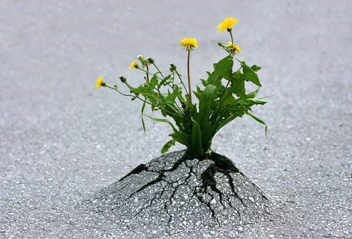 Dandelions growing through a crack in a tarmac surface