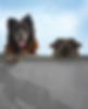 Auf den Hund gekommen - Los Reyes.jpg