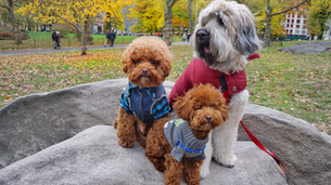 Madison’s Central Park Photoshoot