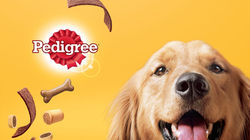 cover-pedigree-5-1024x576
