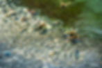 Bees gather at the glistening edge of a designed pollinator puddle water source, collecting moisture they need to survive.
