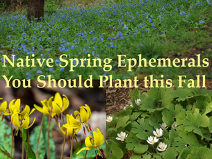 There are many beautiful and ecologically critical spring ephemerals that can replace tulips and daffodils in your garden.