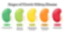 Stages of chronic kidney disease