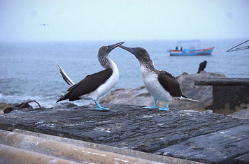 DSC08239_edited.jpg