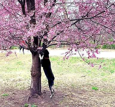 Homepage Nose Work Central Park.png