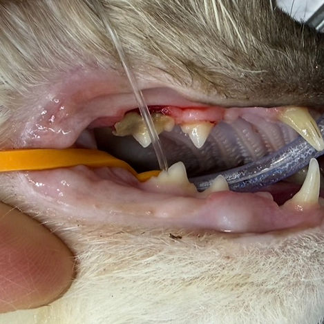 south brisbane vet dog teeth cleaning best price affordable_edited.jpg
