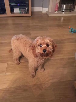 cavapoos